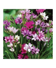 Babiana Stricta Multicolor, 5/+, bulbi