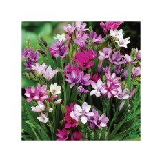 Babiana Stricta Multicolor, 5/+, bulbi