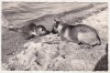 Bnk cp Fauna - caine si foca - circulata, Germania, Printata