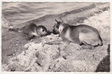 Bnk cp Fauna - caine si foca - circulata, Germania, Printata