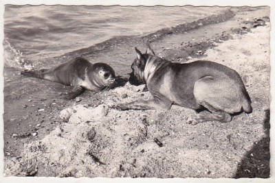 bnk cp Fauna - caine si foca - circulata foto