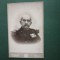 fotografie atelier fotografic W. OPPELT Bucuresci -bulevardul Elisabeta , Regatul Romaniei . Colonelul Constantin HOREZEANU