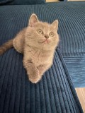 British shorthair blue/lila