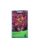 Seminte Salata Creata Lollo Rossa 2 g., Oem