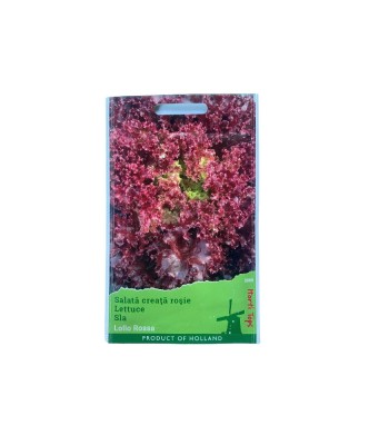 Seminte Salata Creata Lollo Rossa 2 g. foto
