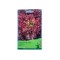 Seminte Salata Creata Lollo Rossa 2 g.