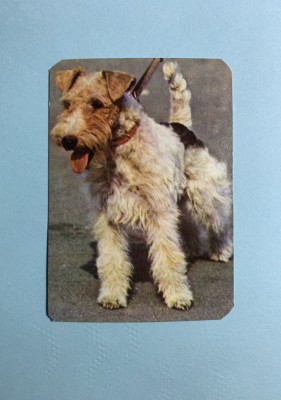 Calendar 1992 cățel foto