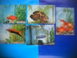 HOPCT LOT NR 498 PESTI DIN ACVARIUL CONSTANTA-CT-5 CARTI POSTALE-NECIRCULATE