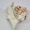 Scoica ornamentala - decor