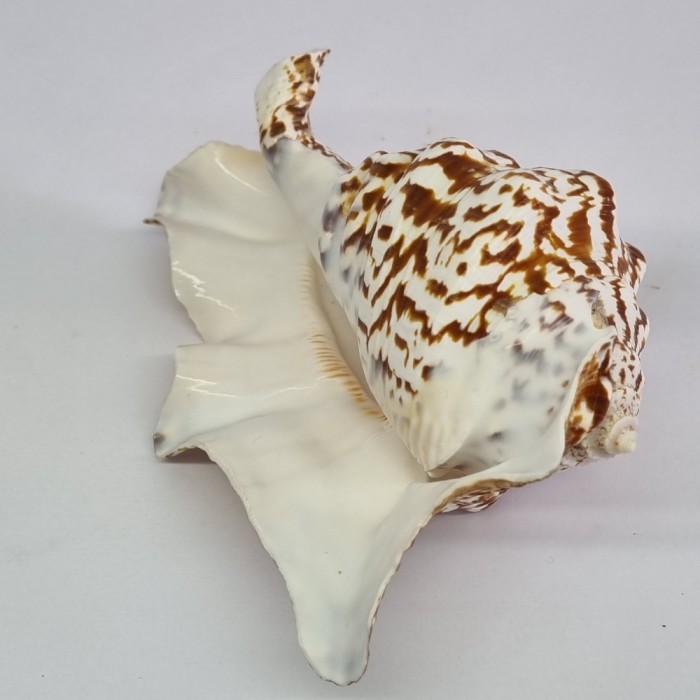 Scoica ornamentala - decor