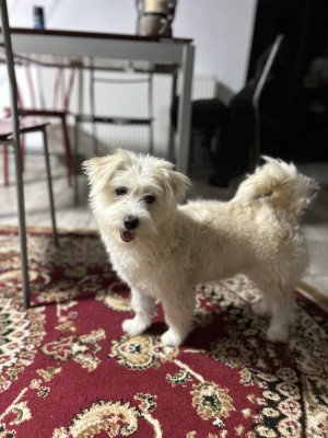 Bichon metis foto
