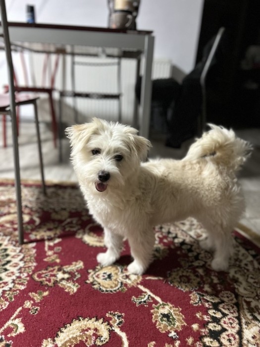 Bichon metis