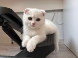 Pisoi Scottish Fold Shorthair. Un ghemotoc de fericire (Pedigree)