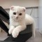 Pisoi Scottish Fold Shorthair. Un ghemotoc de fericire (Pedigree)