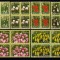 RO 2006 LP 1716 &quot; Lalele &quot; ,serie iin boc de 4 , MNH