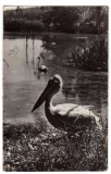 SIBIU PELICAN DIN GRADINA BOTANICA DE LA DUMBRAVA RPR