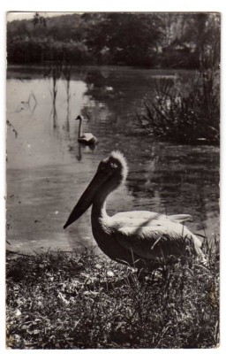 SIBIU PELICAN DIN GRADINA BOTANICA DE LA DUMBRAVA RPR foto