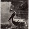 SIBIU PELICAN DIN GRADINA BOTANICA DE LA DUMBRAVA RPR