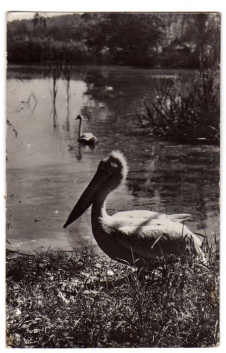 SIBIU PELICAN DIN GRADINA BOTANICA DE LA DUMBRAVA RPR