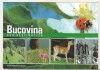 Bnk cp Bucovina - Destinatie ecoturistica - Vedere - necirculata, Printata, Suceava