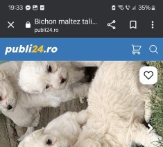 Bichon Maltez Drobeta Turnu Severin foto