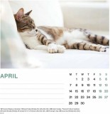 Calendar de birou 2025 - Cat Naps | Carousel
