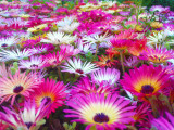 Mesembryanthemum magic carpet / 10 seminte pentru semanat