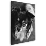 Tablou caine rasa Chihuahua Tablou canvas pe panza CU RAMA 60x90 cm