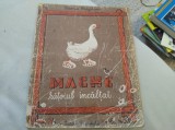 Mache, rățoiul &icirc;ncălțat. Sidonia Drăgușanu. 1952