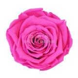 Trandafiri Criogenati XL PIN-07 (&Oslash;6-6,5cm, set 6 buc /cutie)