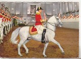 Bnk cp Austria - Viena - Scoala spaniola de echitatie - uzata, Circulata, Printata