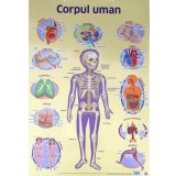 Plansa. Corpul uman |