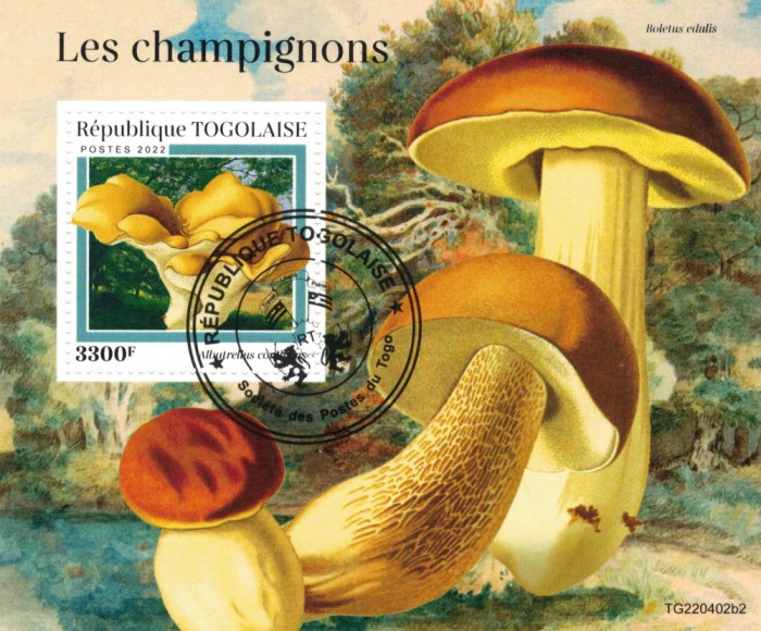 TOGO 2022 - Ciuperci / colita
