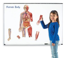 Corpul uman - set magnetic foto