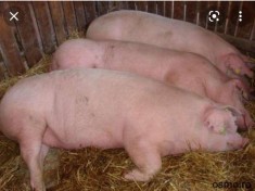 Porci de Vanzare pentru taiat foto