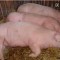 Porci de Vanzare pentru taiat