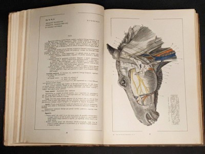 Vol. 1+2 ATLAS de ANATOMIE VETERINARA COMPARATIVA I II cu autograf Vasile Ghetie MEDICINA 1436 pag Format mare 34x25x8,5cm 6,7kg Tiraj mic Pastea Riga foto