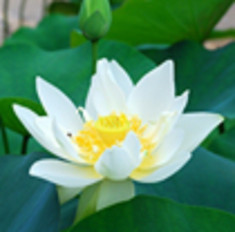 Lotus roz si Nufar alb 6 seminte foto