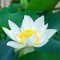 Lotus roz si Nufar alb 6 seminte