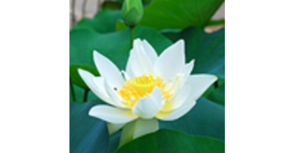 Lotus roz si Nufar alb 6 seminte | arhiva Okazii.ro