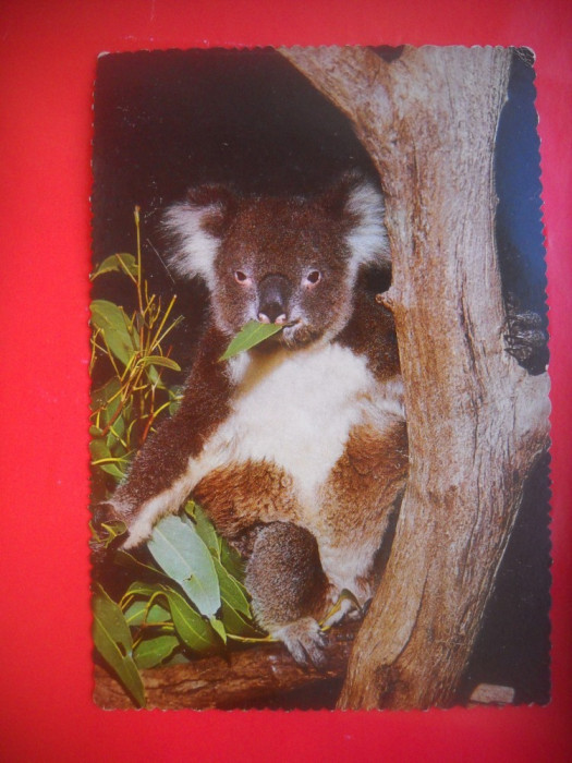 HOPCT 48020 URSULET KOALA AUSTRALIA -NECIRCULATA