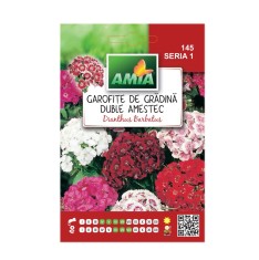 Seminte flori Amia - Garofite de gradina, mix culori