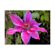 Planta Clematis Akaishi P9, ghiveci 9cm