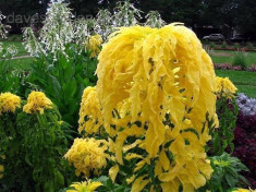 AMARANTHUS YELLOW AURORA - 10 seminte pentru semanat foto