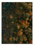 Tablou Canvas, "Frumusețea pădurii &icirc;n culorile toamnei", Pădure, Toamnă, Culori, Frunze, Coronament, Natură, Armonie, Spectacol, Viu, Tablou, 26 x 39