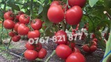 Vand Rasad | Rasaduri Rosii Rila Kalina Prekos Buzau Inima bou Cherry 2025