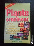 Plante de ornament-gradina de flori-sfaturi pentru gradinarul incepator