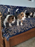 V&acirc;nd Beagle Tricolor