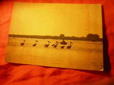 Ilustrata Pelicani in Delta Dunarii , anii &amp;#039;70 foto