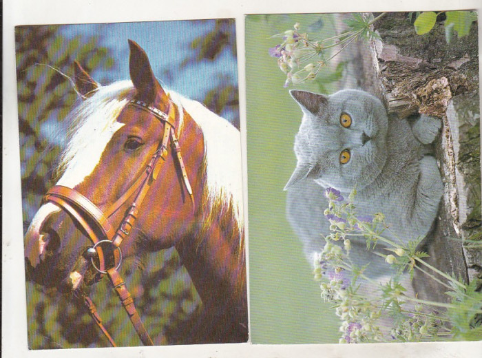 bnk cp Lot 10 carti postale fauna - animale - necirculate